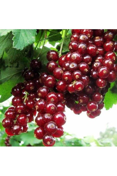 Смородина Виксне – средне-ранний урожай лета